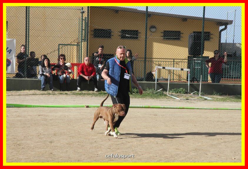180311 mostra_canina 108.jpg